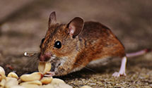 24 Hour & Emergency Exterminators in Leeds, ND